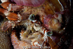 Hermit crab by Ria Qorina Lubis 